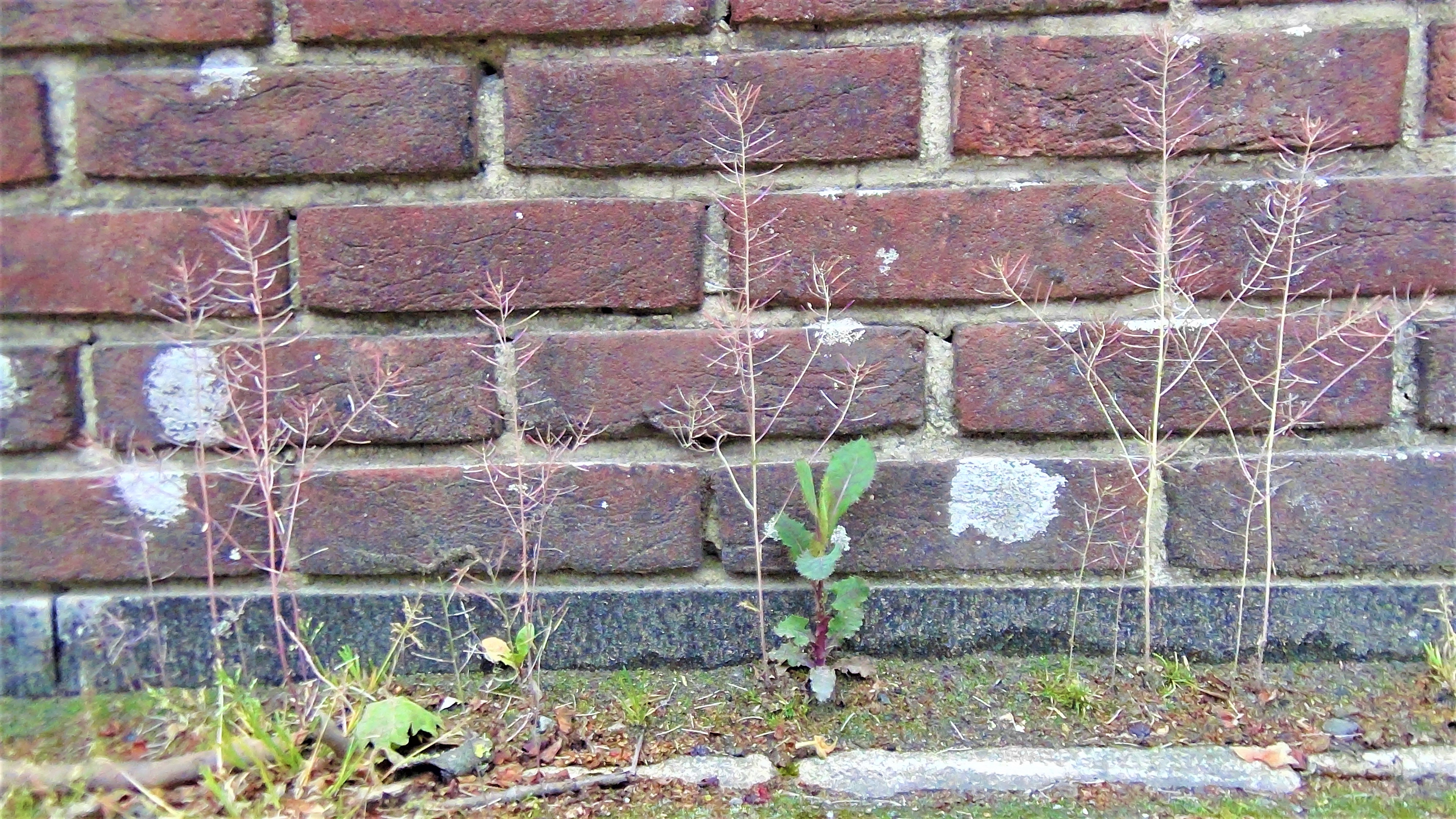 Arabidopsis_street